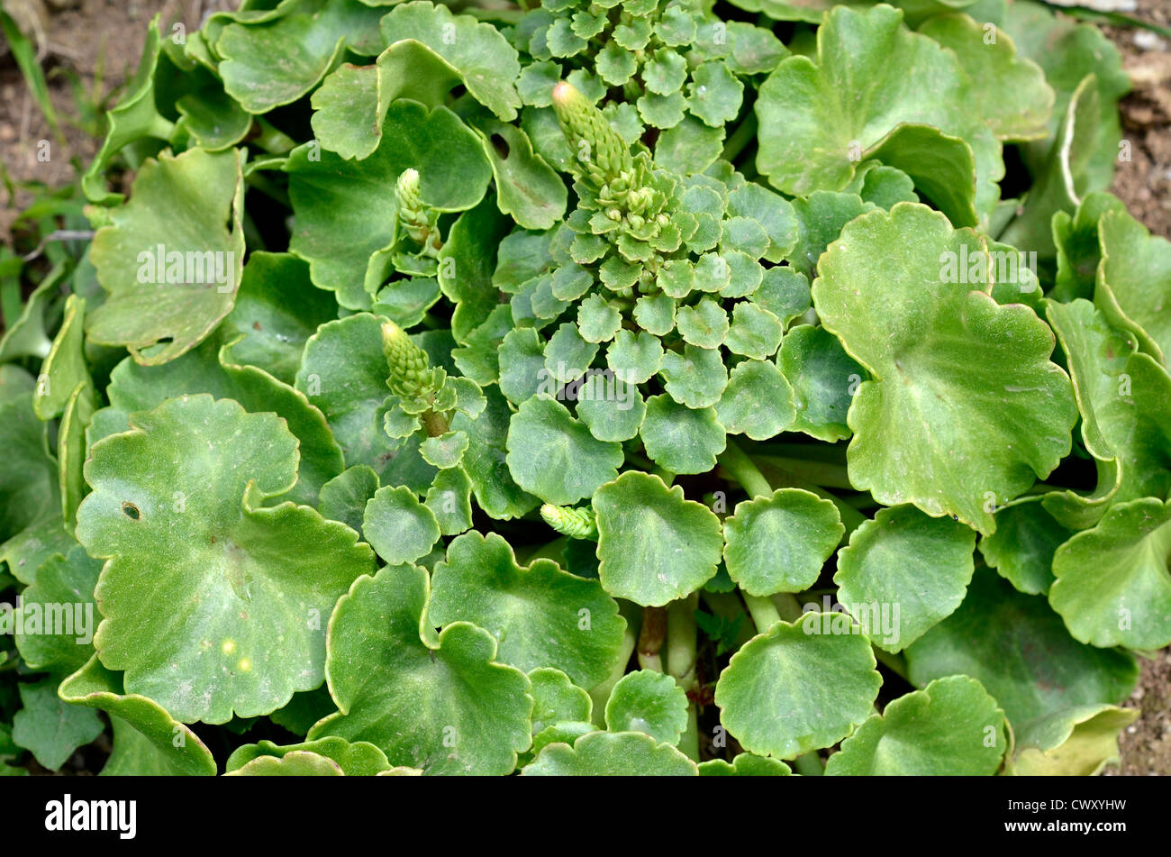 Forma gambo di fiori e foglie di Navelwort / ombelicus rupestris. Foto Stock
