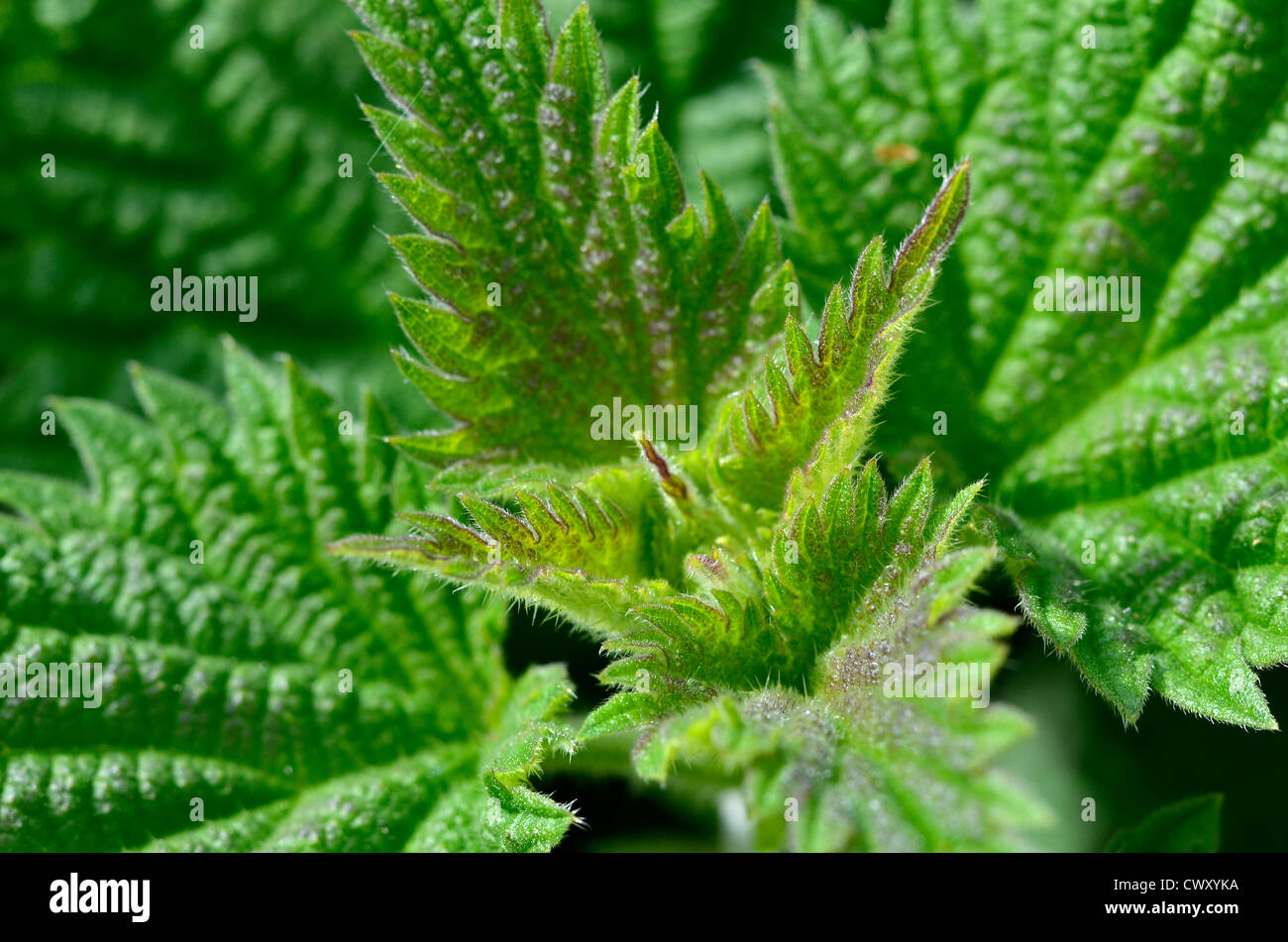 Il fogliame di comune ortica / Urtica dioica. Messa a fuoco poco profonde sulla coppia centrale di foglie. Rovistando e sala da pranzo sul concetto di selvatico. Doloroso sting. Foto Stock