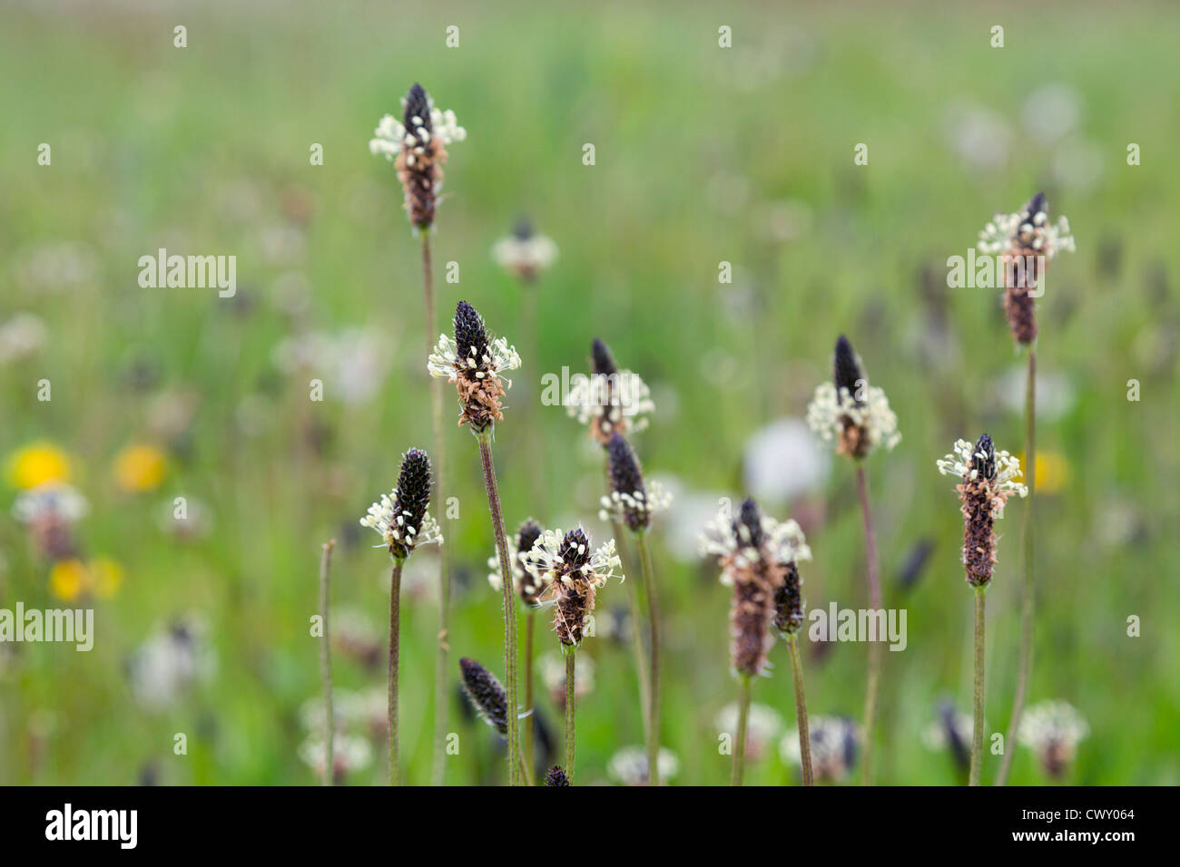 Ribwort piantaggine; Planzago lanceolata; Prato; Regno Unito; estate Foto Stock