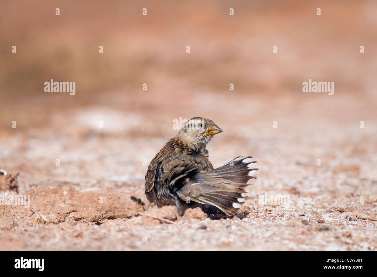 Rock Sparrow; Petronia petronia; polvere balneazione; Spagna; estate Foto Stock