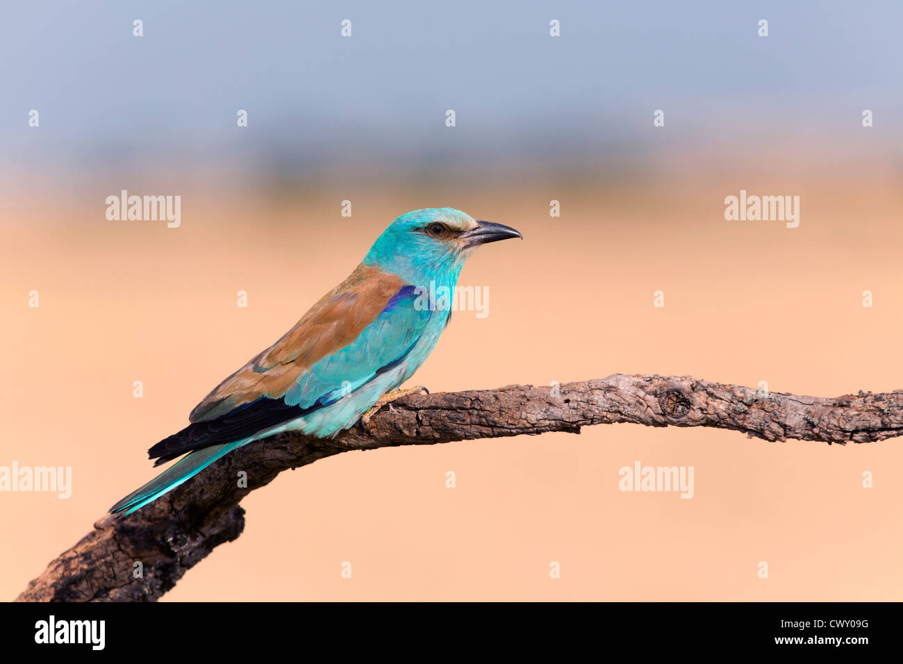 Rullo; Coracias garrulus; Spagna Foto Stock