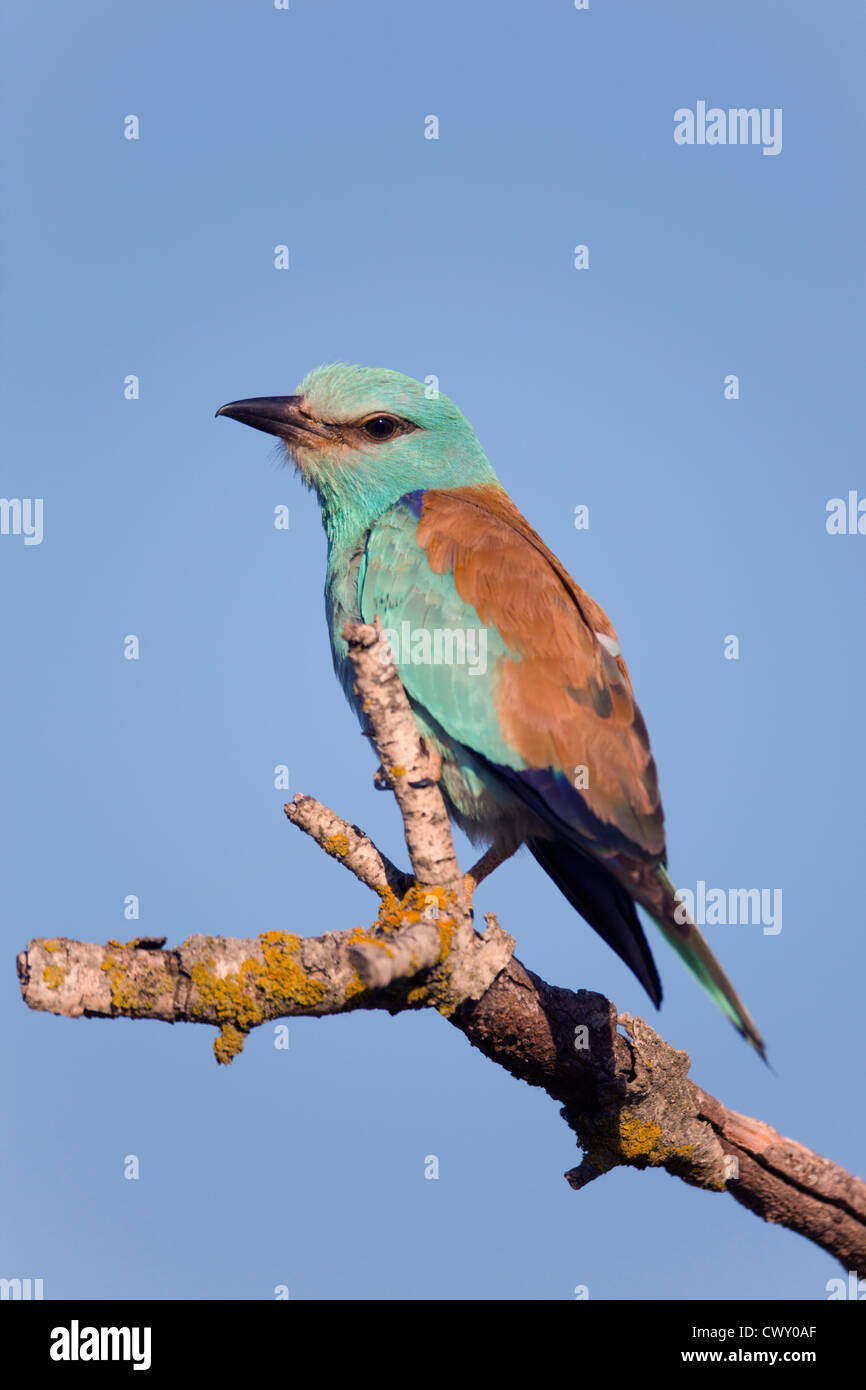 Rullo; Coracias garrulus; Spagna Foto Stock