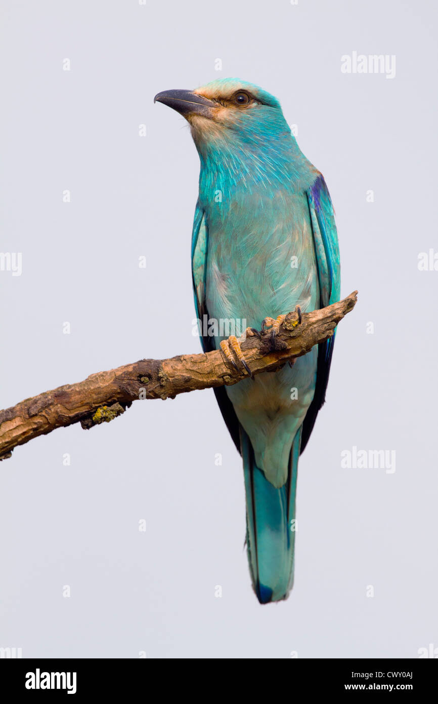 Rullo; Coracias garrulus; Spagna Foto Stock