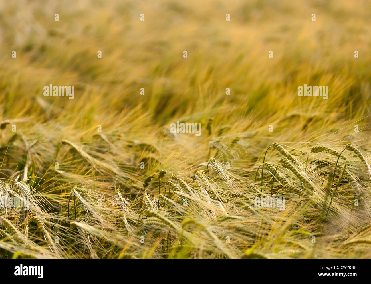 Chiudere l immagine del frumento soffiando intorno al vento. Foto Stock