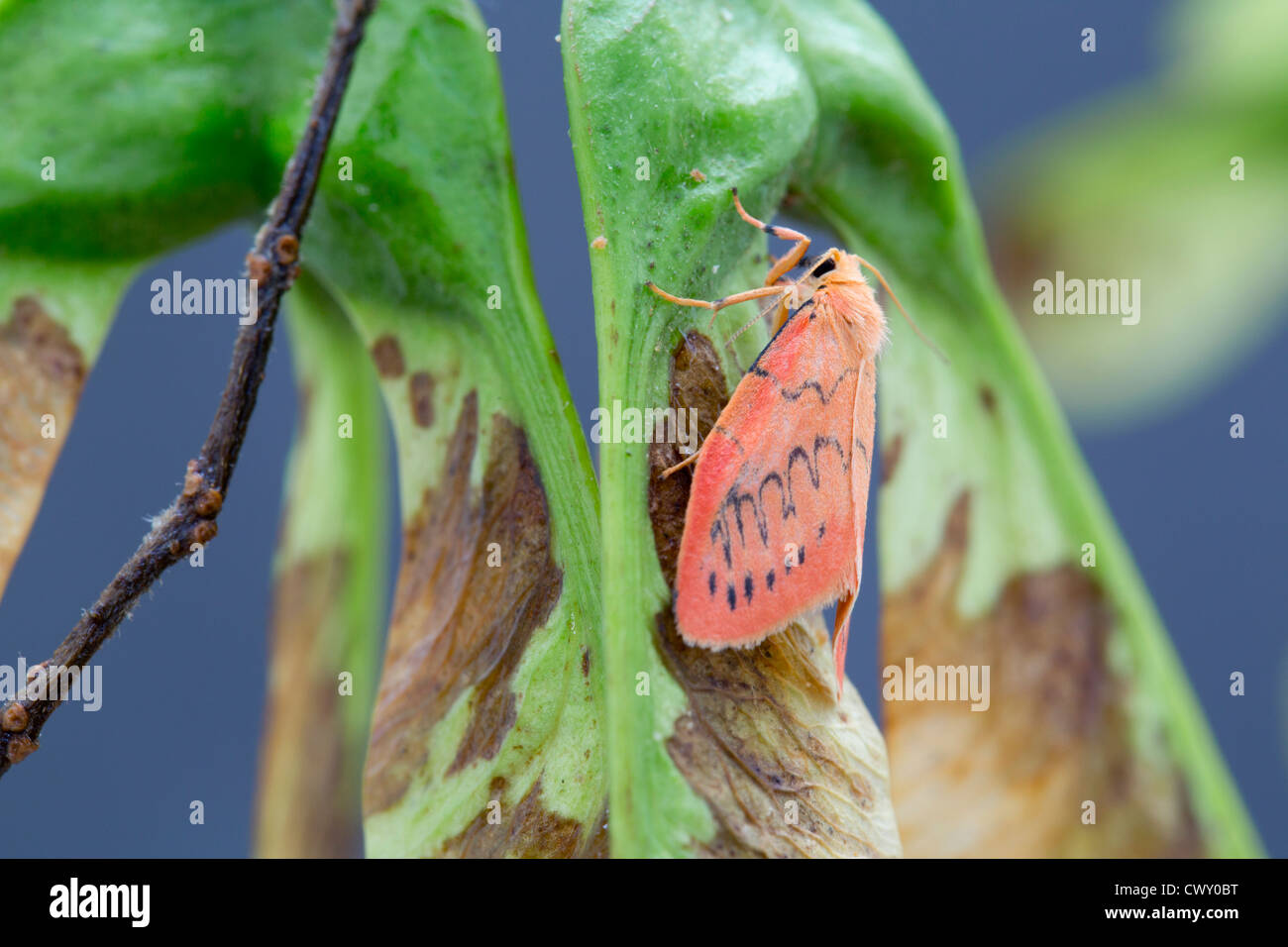 Rosy un fante Moth; Miltochrista miniata; Cornovaglia; Regno Unito; estate Foto Stock