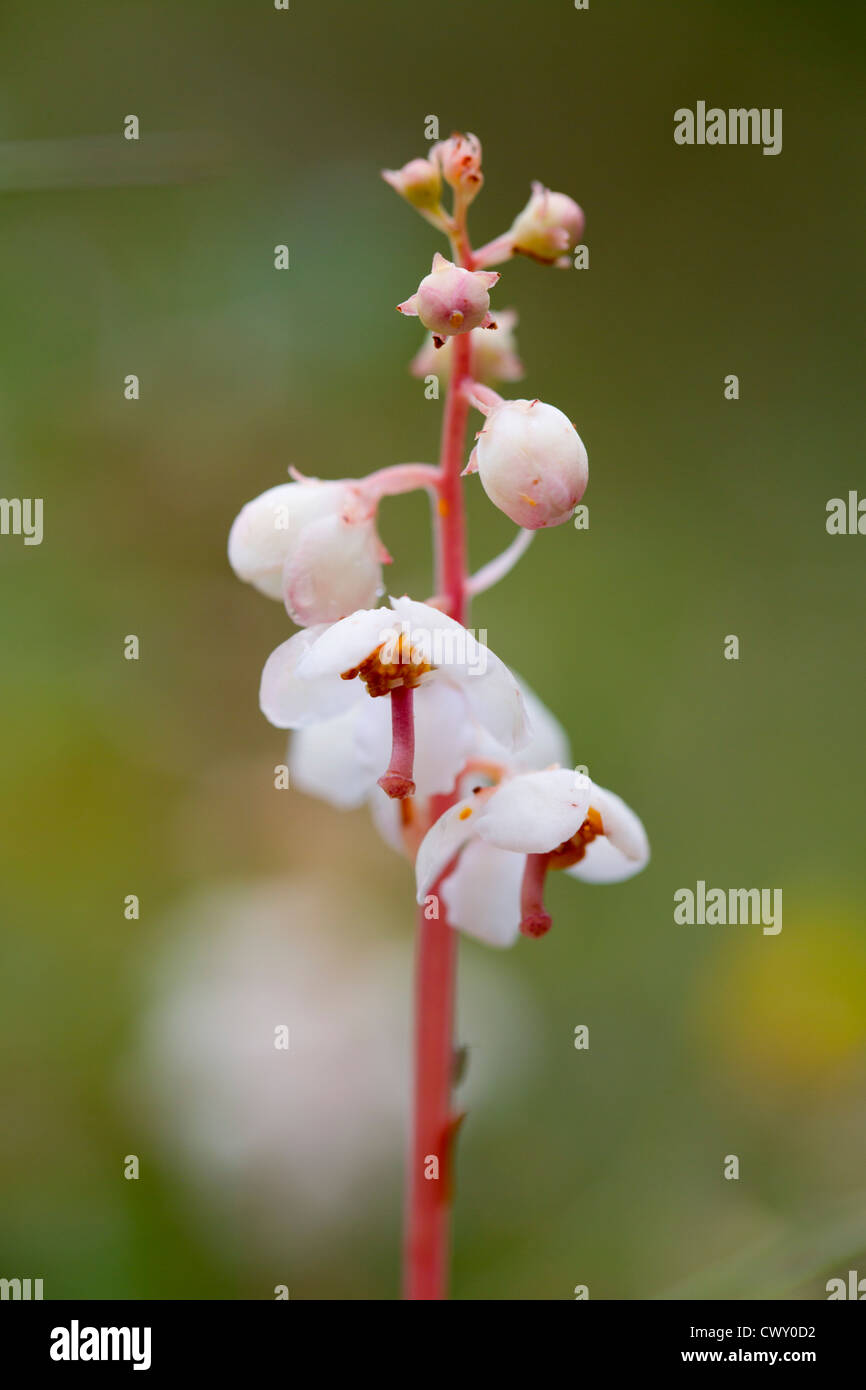 Round lasciava Wintergreen; Pyrola rotundifolia; Gower; Galles; Regno Unito Foto Stock