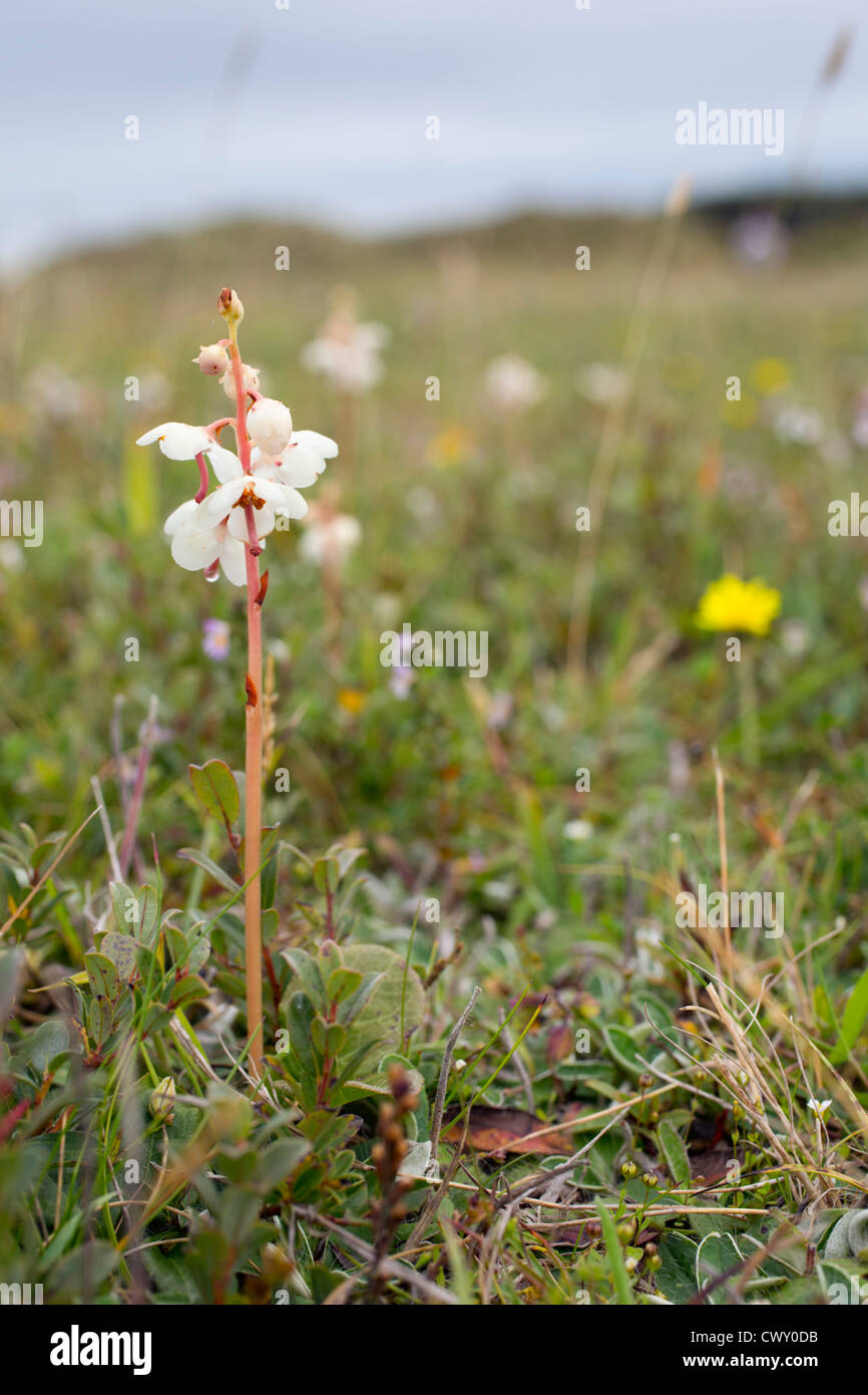 Round lasciava Wintergreen; Pyrola rotundifolia; Gower; Galles; Regno Unito Foto Stock