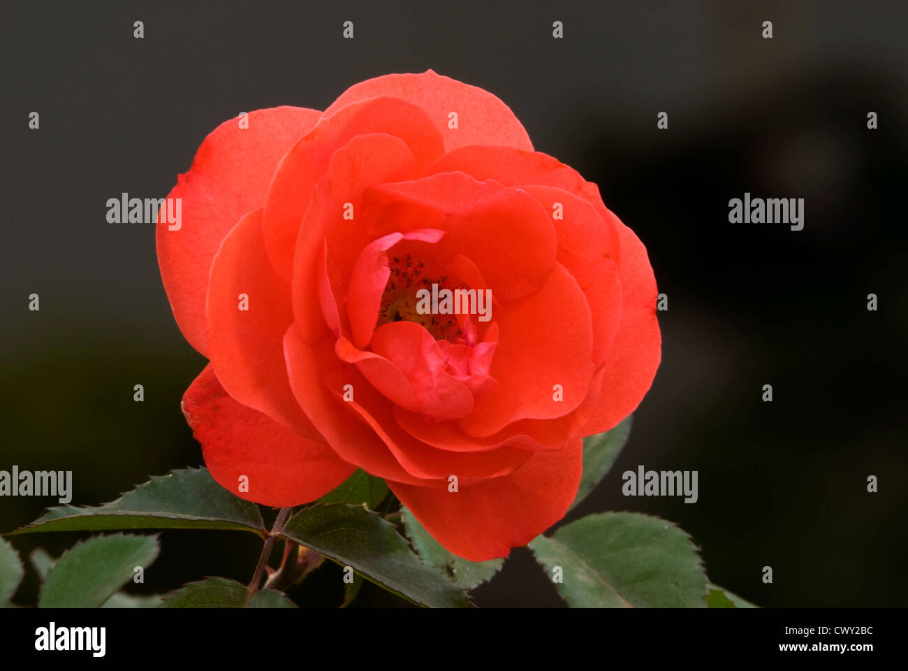 Luce-red rose blossom (close up) Foto Stock
