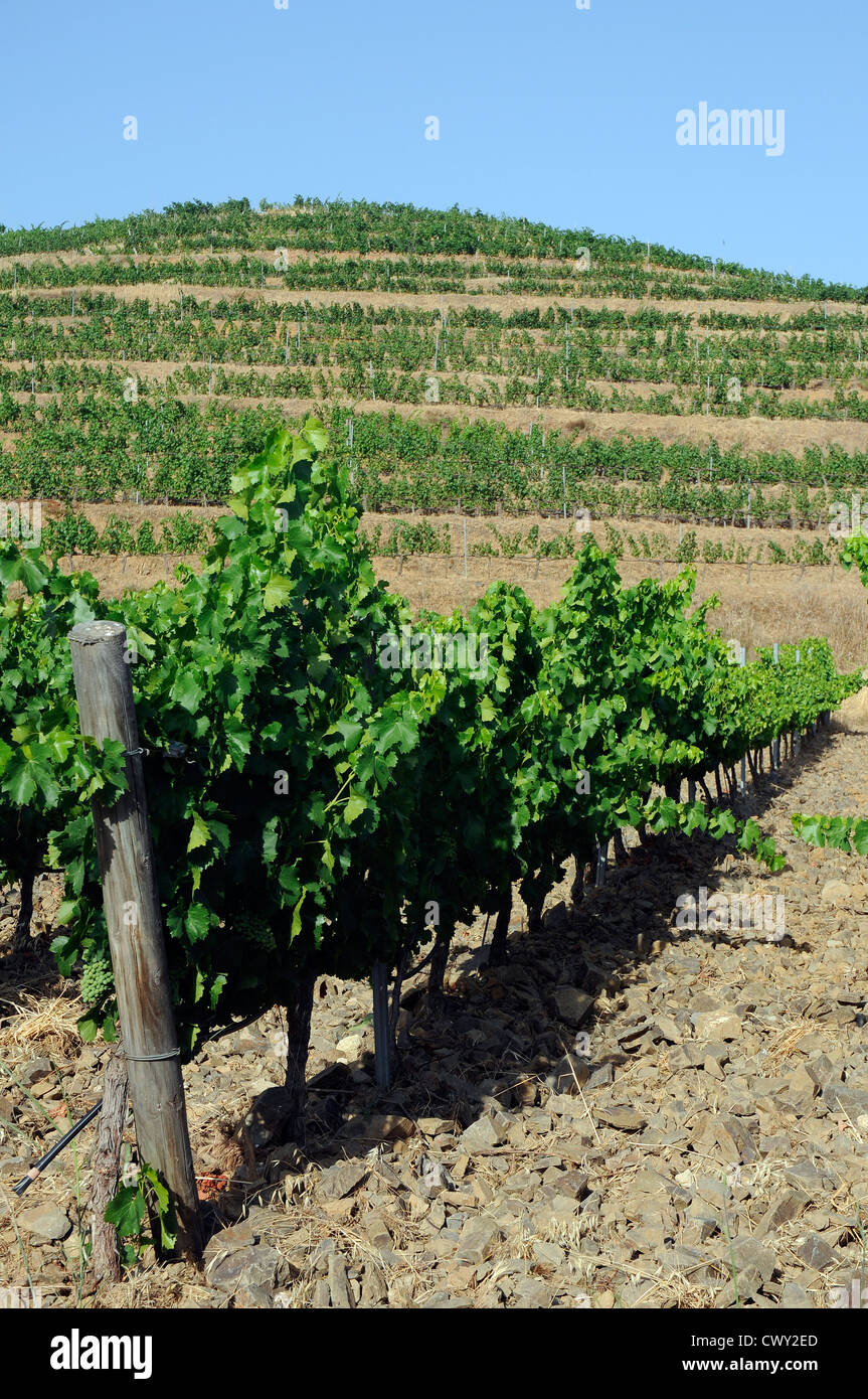 Vigneti hill , vine vigneti agricoltura ecologica Priorat Tarragona Catalogna Spagna Foto Stock