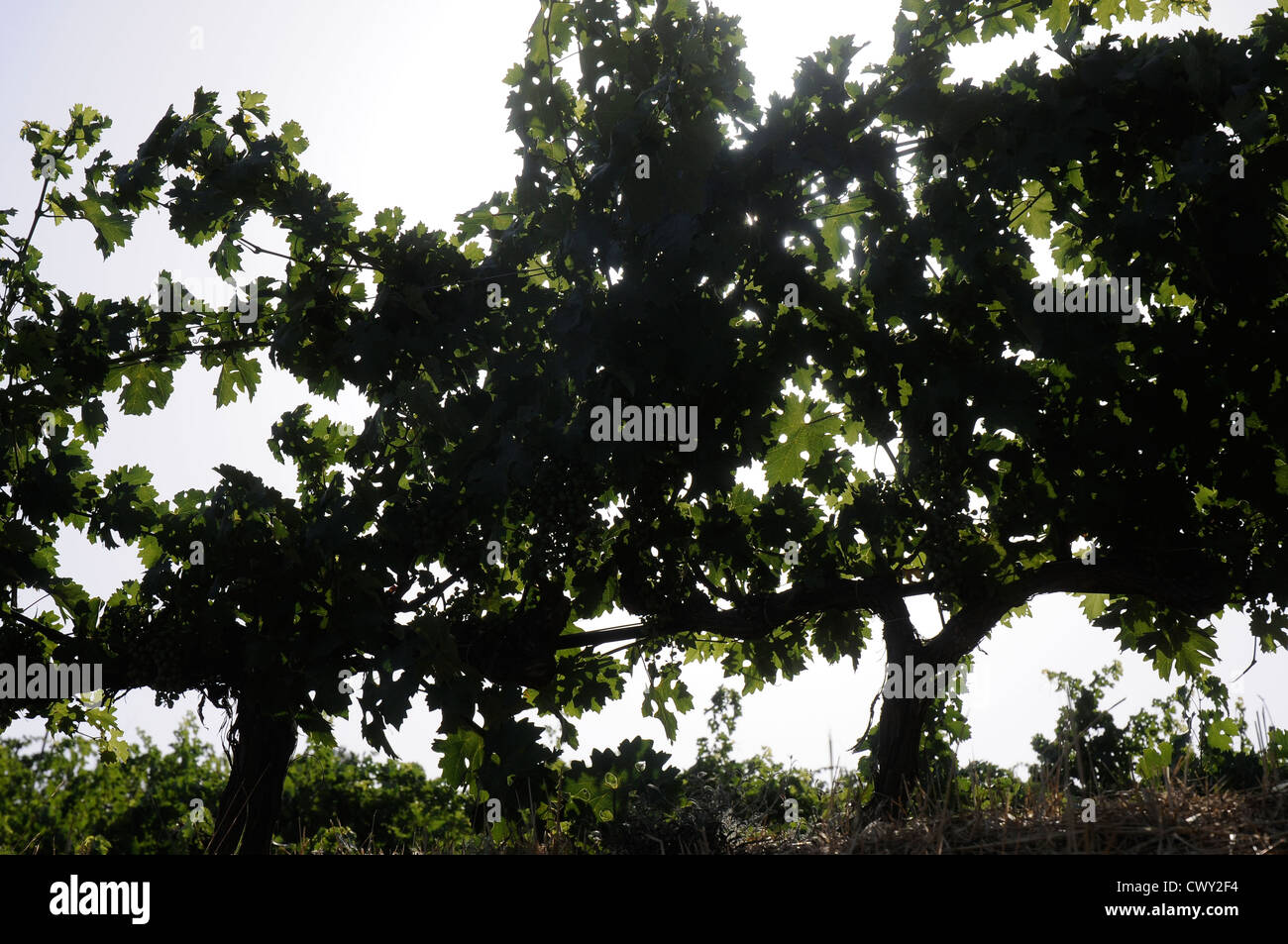 Vigneti vigneti vigna agricoltura ecologica Priorat Tarragona Catalogna Spagna Foto Stock