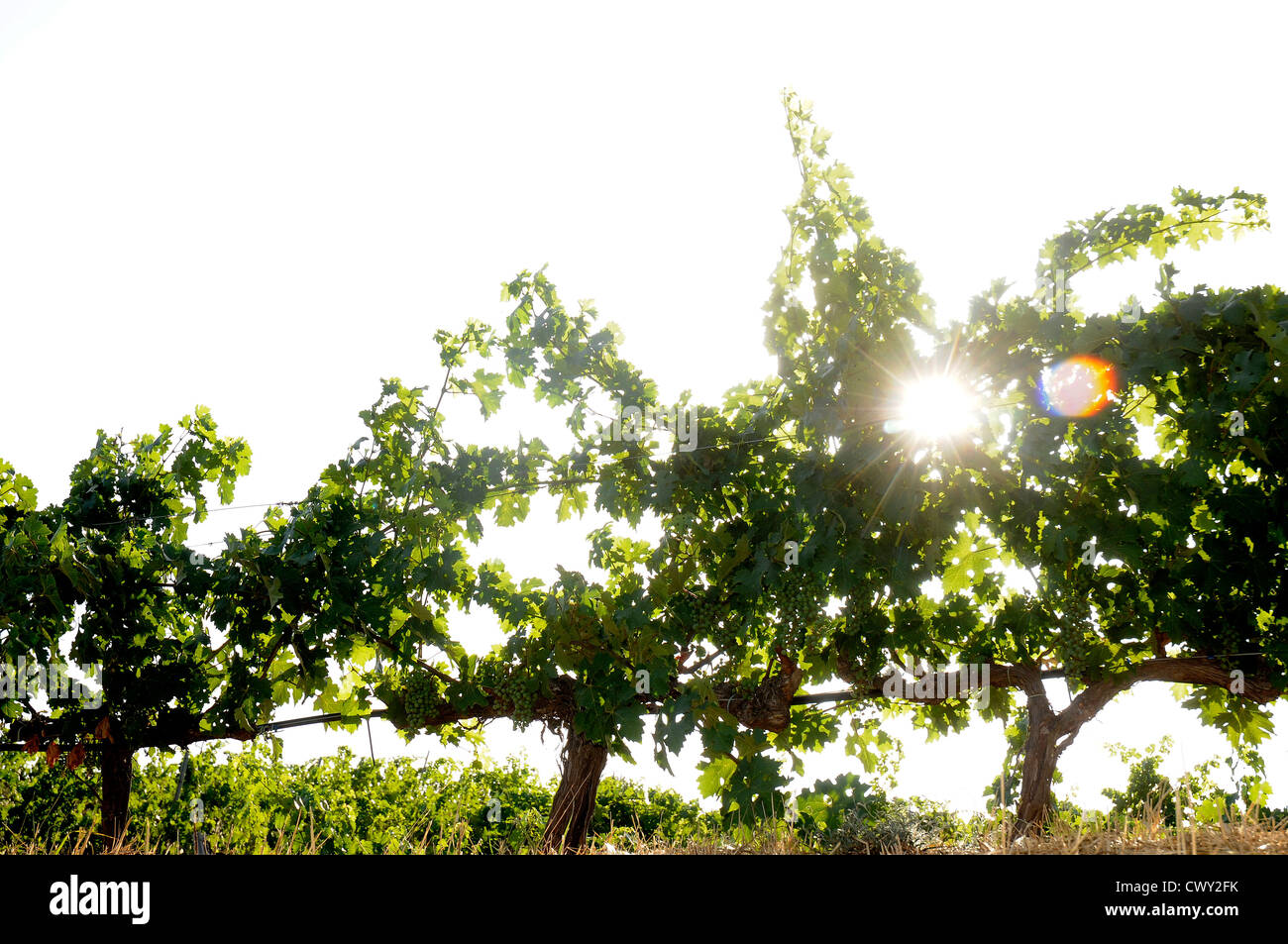 Vigneti vigneti vigna agricoltura ecologica Priorat Tarragona Catalogna Spagna Foto Stock