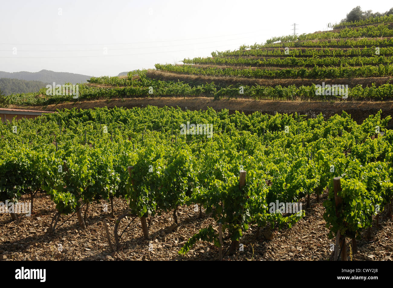 Colline di vigneti , vine vigneti agricoltura ecologica Priorat Tarragona Catalogna Spagna Foto Stock