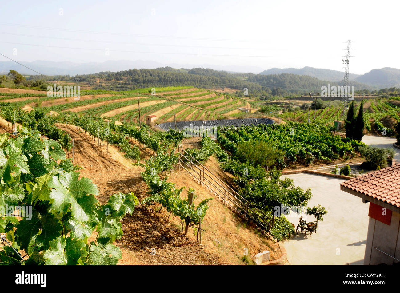 Vigneti hill , vine vigneti agricoltura ecologica Priorat Tarragona Catalogna Spagna Foto Stock