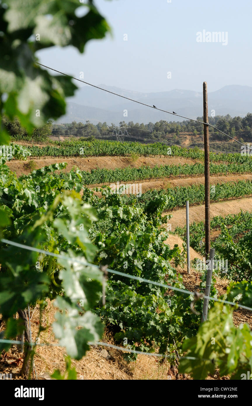 La collina di vigneti Vigneti VIGNA agricoltura ecologica Priorat Tarragona Catalogna Spagna Foto Stock