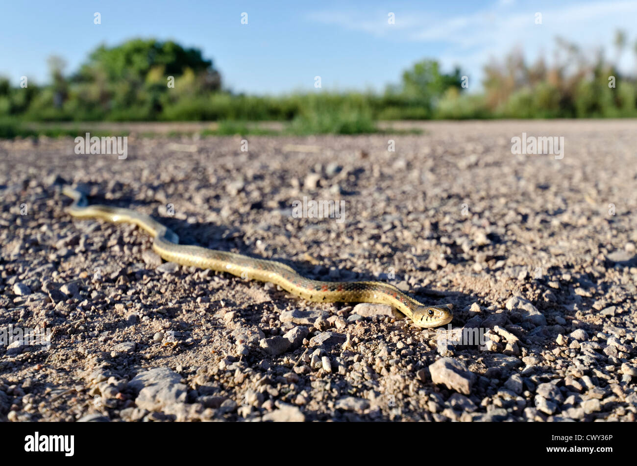 Nuovo Messico Garter Snake, (Thamnophis sirtalis dorsalis), Bosque del Apache National Wildlife Refuge, Socorro county, Nuovo Messico. Foto Stock