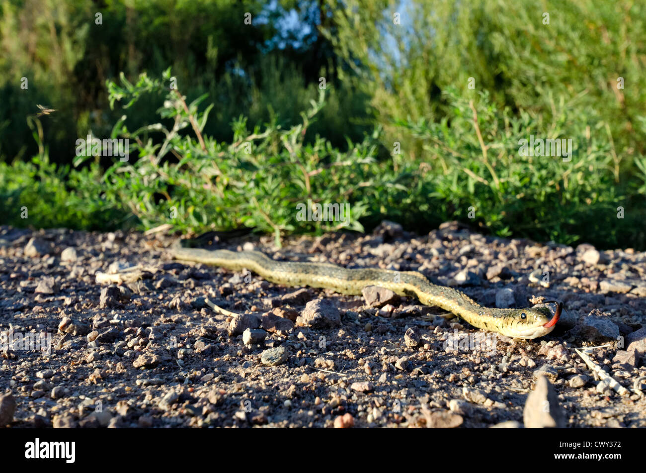 Nuovo Messico Garter Snake, (Thamnophis sirtalis dorsalis), Bosque del Apache National Wildlife Refuge, Socorro county, Nuovo Messico. Foto Stock