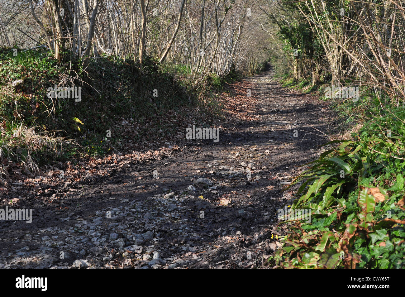 Una vista di prati Kingcombe riserva naturale Dorset Regno Unito Foto Stock