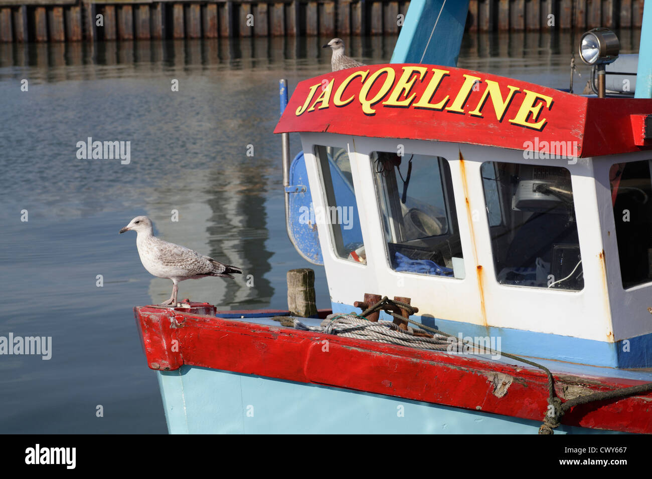 Un giovane Gabbiano Larus argentatus permanente sulla prua di una barca Foto Stock