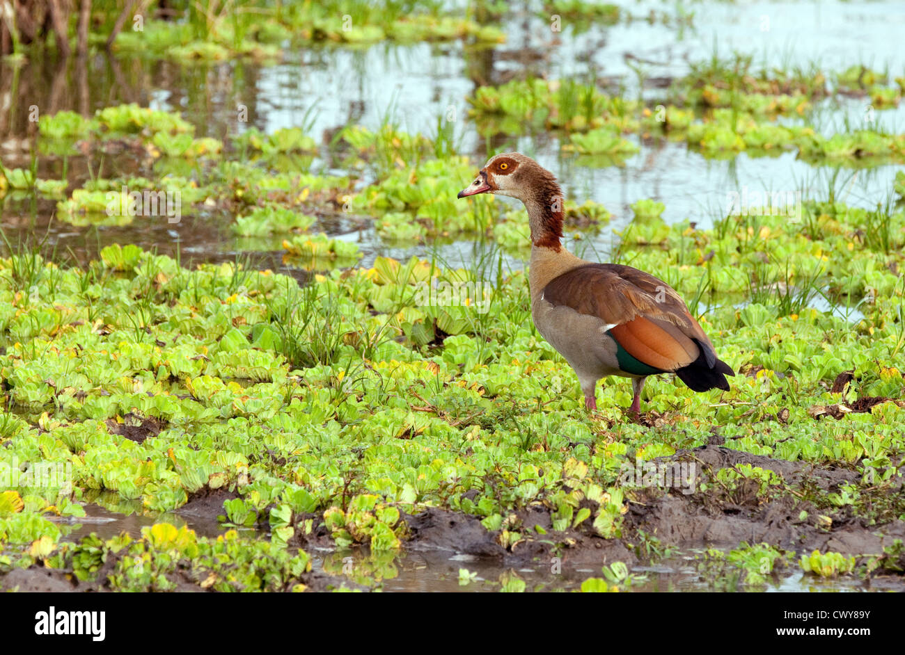 Un adulto di oca egiziana, alopochen aegyptiacus, lago di Manze, Selous Game Reserve Tanzania Africa. Uccello Africa. Foto Stock