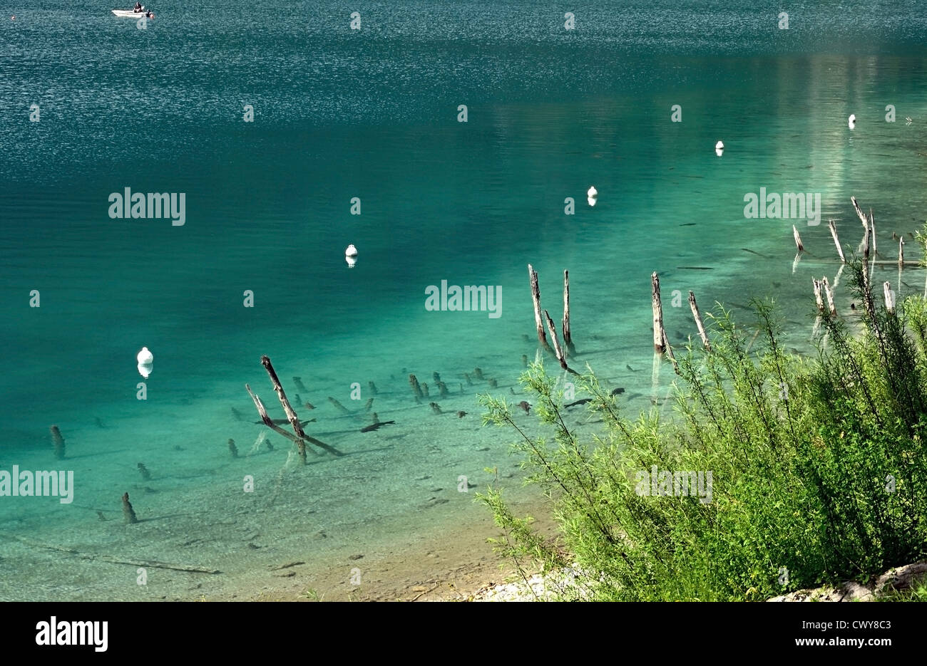 Trote nuotare nel Lago di Ledro Foto Stock