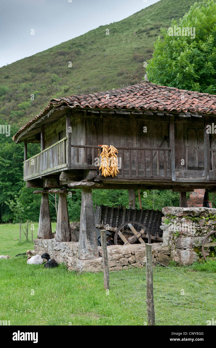 Fienile tradizionale (Horreo) utilizzato per la memorizzazione di mais, sollevata su palafitte per impedire la porta in entrata. Picos de Europa, Spagna. Foto Stock