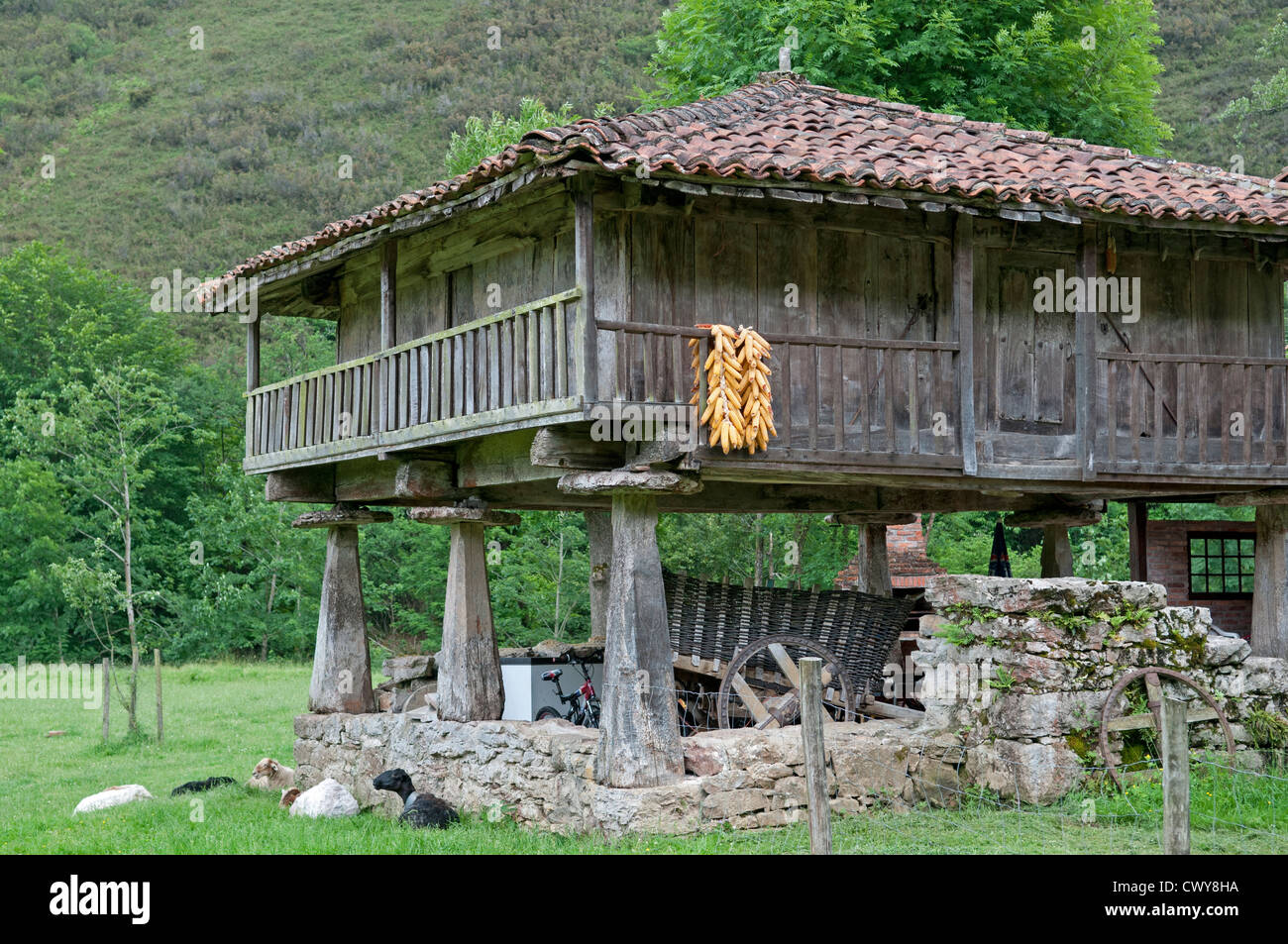 Fienile tradizionale (Horreo) utilizzato per la memorizzazione di mais, sollevata su palafitte per impedire la porta in entrata. Picos de Europa, Spagna. Foto Stock