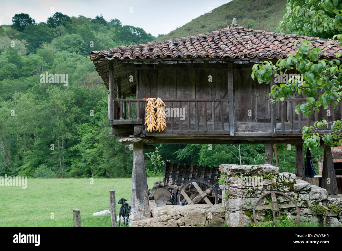 Fienile tradizionale (Horreo) utilizzato per la memorizzazione di mais, sollevata su palafitte per impedire la porta in entrata. Picos de Europa, Spagna. Foto Stock