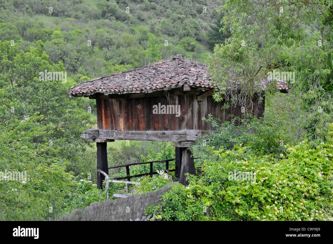 Fienile tradizionale (Horreo) utilizzato per la memorizzazione di mais, sollevata su palafitte per impedire la porta in entrata. Picos de Europa, Spagna. Foto Stock