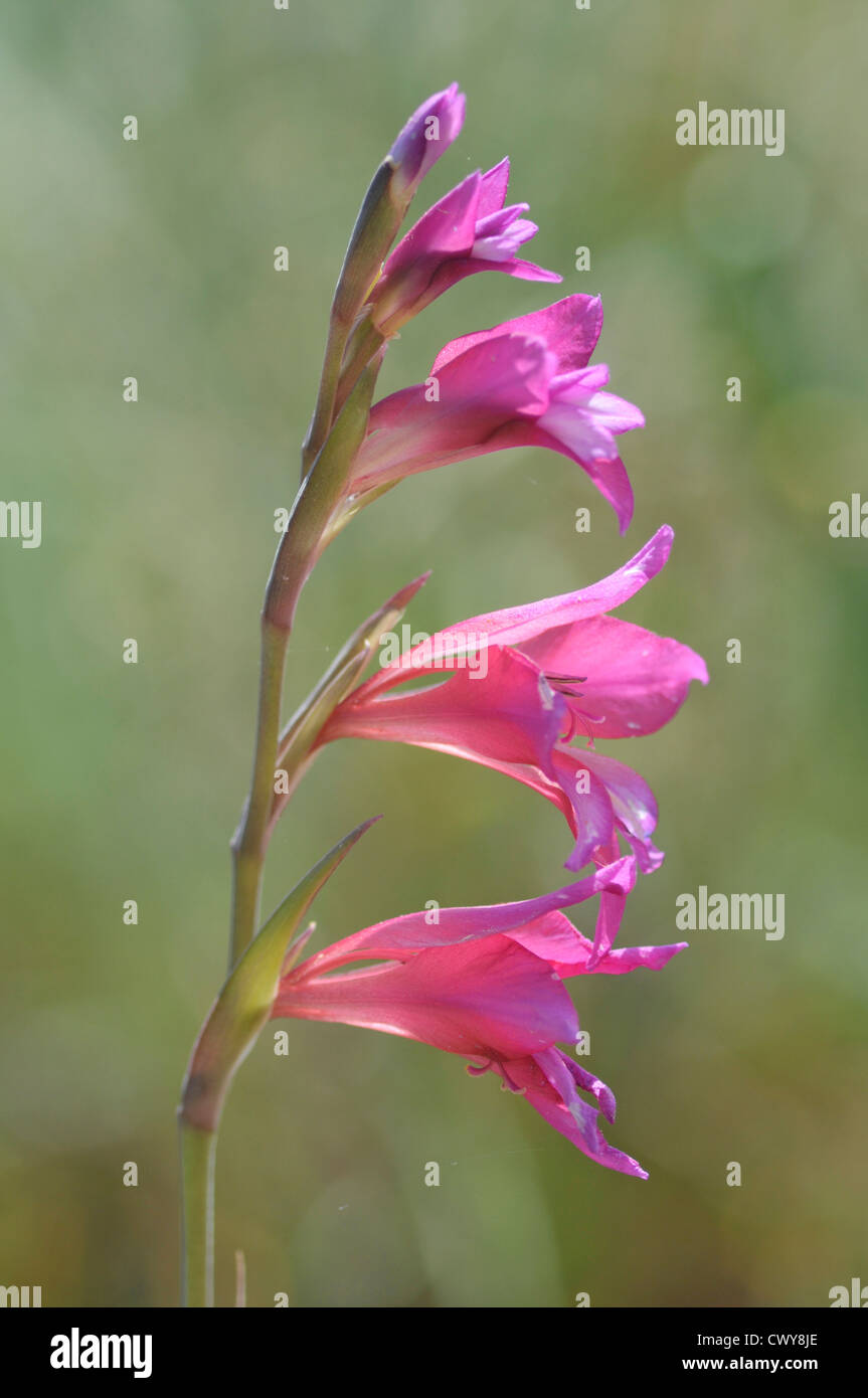 Wild Gladiolus: Gladiolus illyricus. Mallorca, Spagna Foto Stock