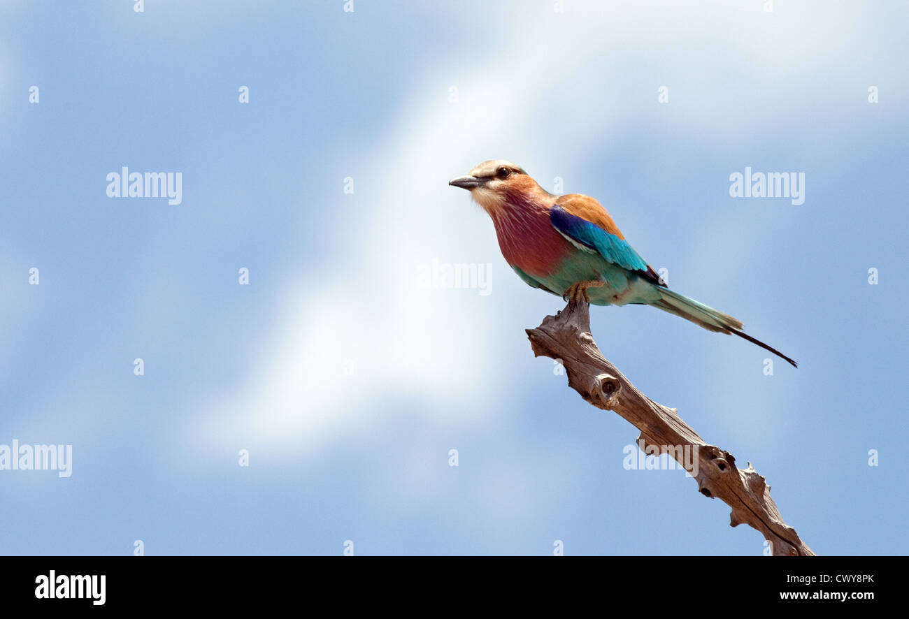 Lilac Breasted Roller bird (Coracias caudatus), la Riserva Selous Tanzania Africa Foto Stock