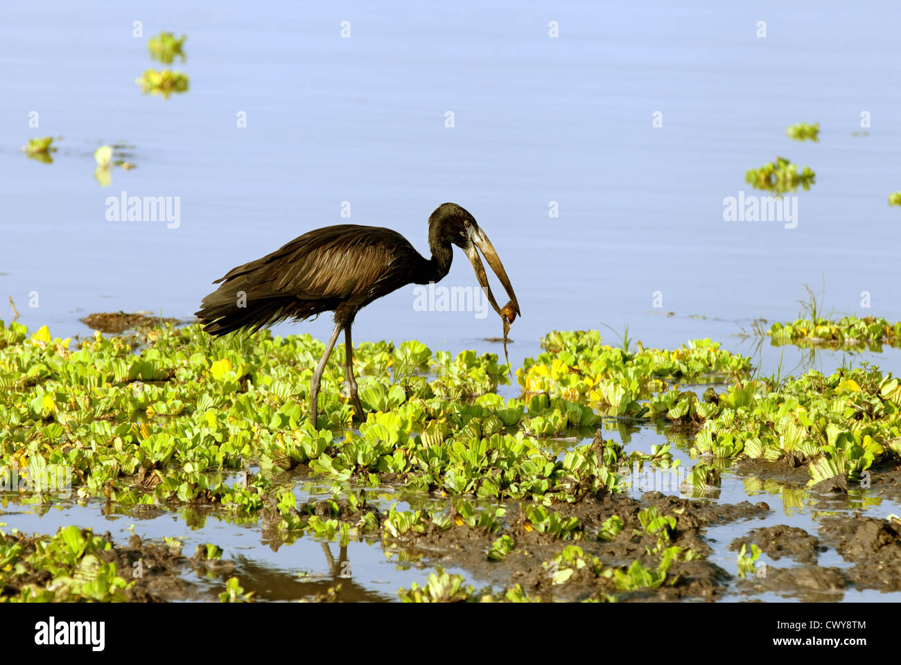 Openbill africana Stork (Anastomus lamelligerus) alimentazione sulla riva del lago Manze, Riserva Selous Tanzania Africa Foto Stock