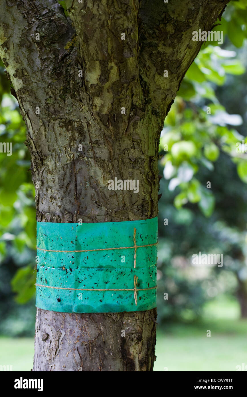 Banda di grasso attorno ad un albero di mele tronco, utilizzato per impedire wingless falene scalata del tronco dell'albero. Foto Stock
