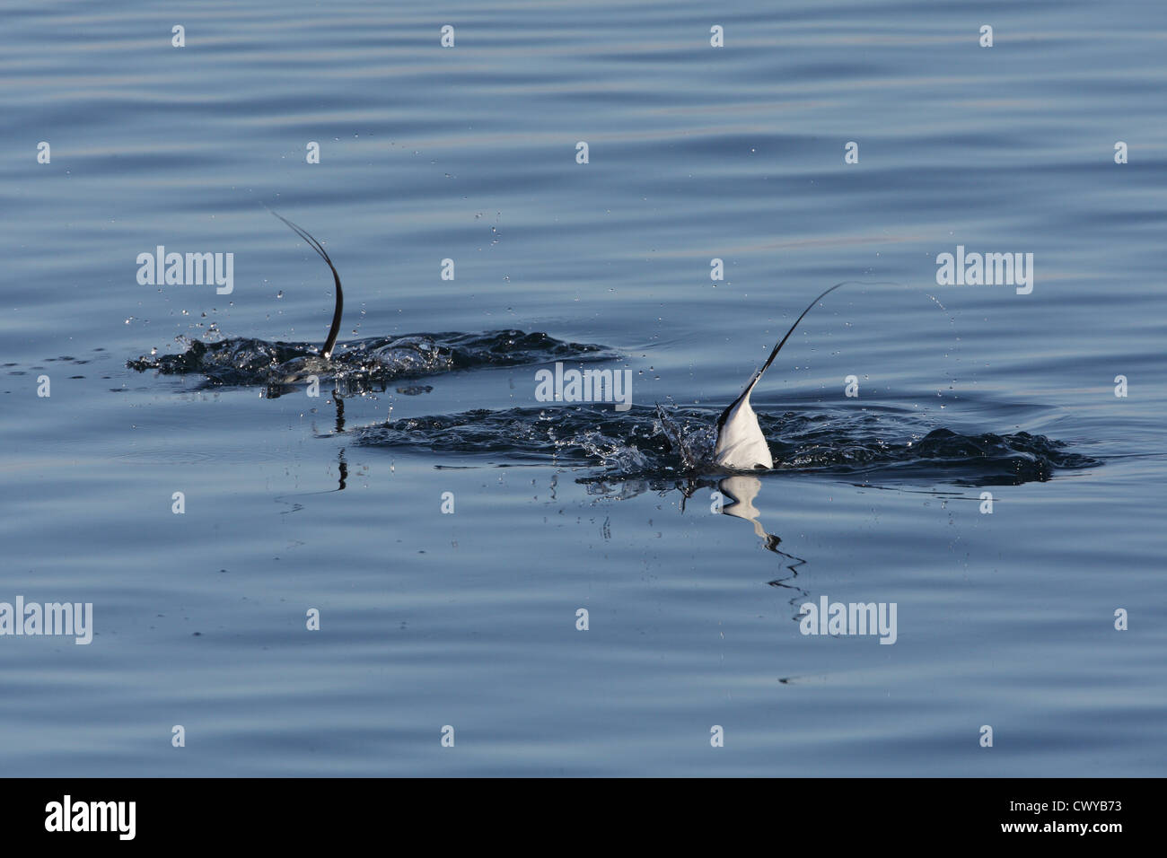 Long-tailed anatre / Oldsquaw Clangula hyemalis, Shetland, Scotland, Regno Unito Foto Stock