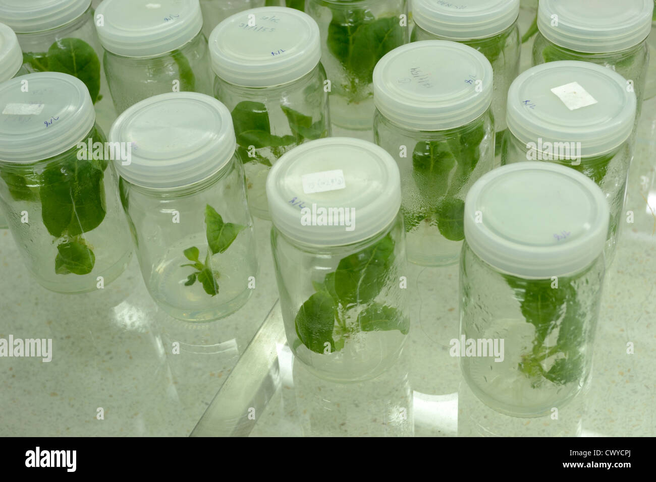 Esperimento di coltura di tessuti vegetali in laboratorio Foto Stock