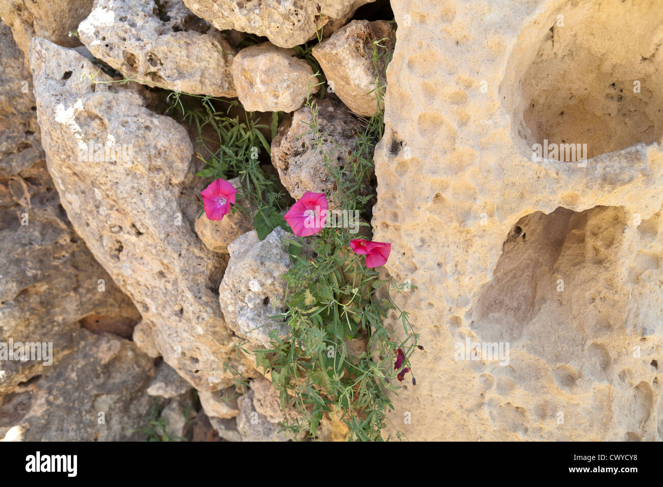 Wild fiori di primavera in crescita in dello stipite della porta a lui i templi di Ggantija vicino Xagha, isola di Gozo, vicino a Malta, Mare Mediterraneo Foto Stock