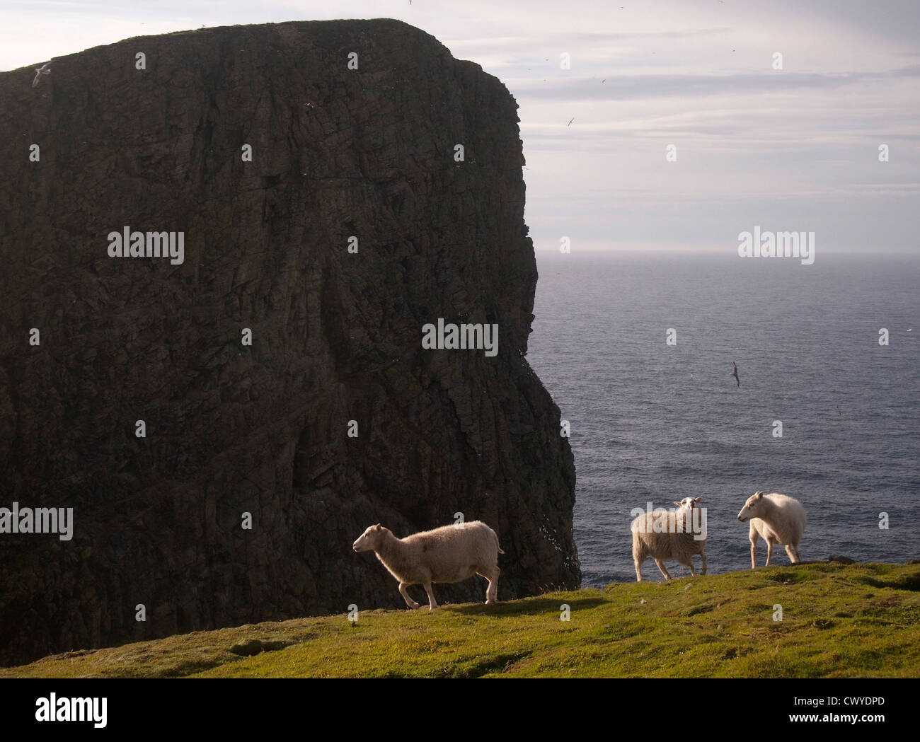 Pecore rock, Fair Isle, Scozia Foto Stock