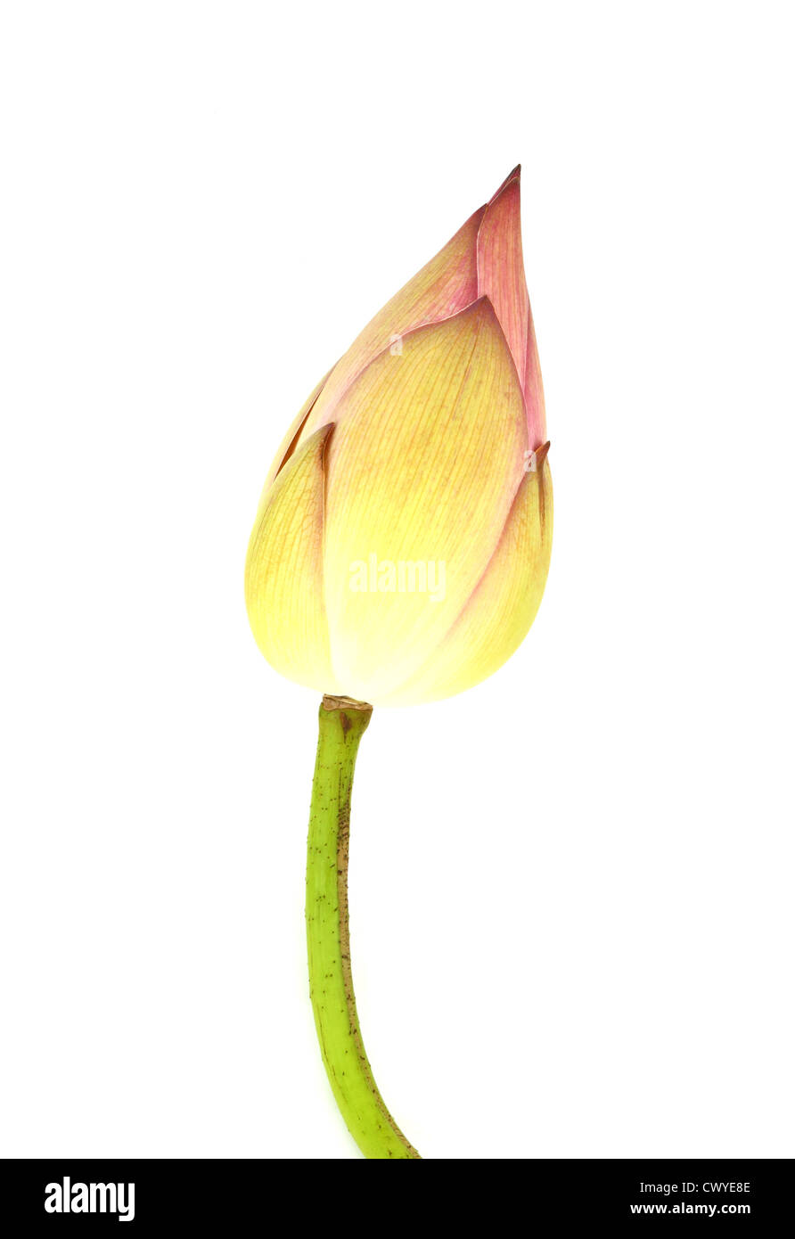 Bud lotus su sfondo bianco Foto Stock
