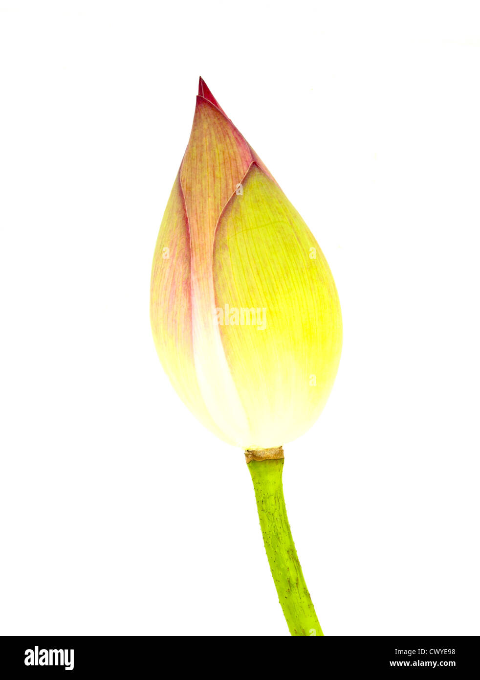 Bud lotus su sfondo bianco Foto Stock
