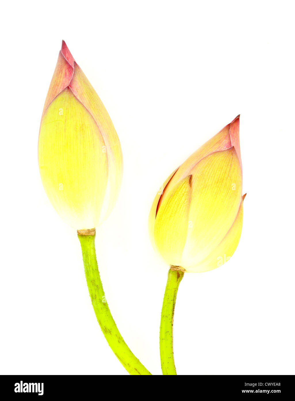 Due bud lotus su sfondo bianco Foto Stock