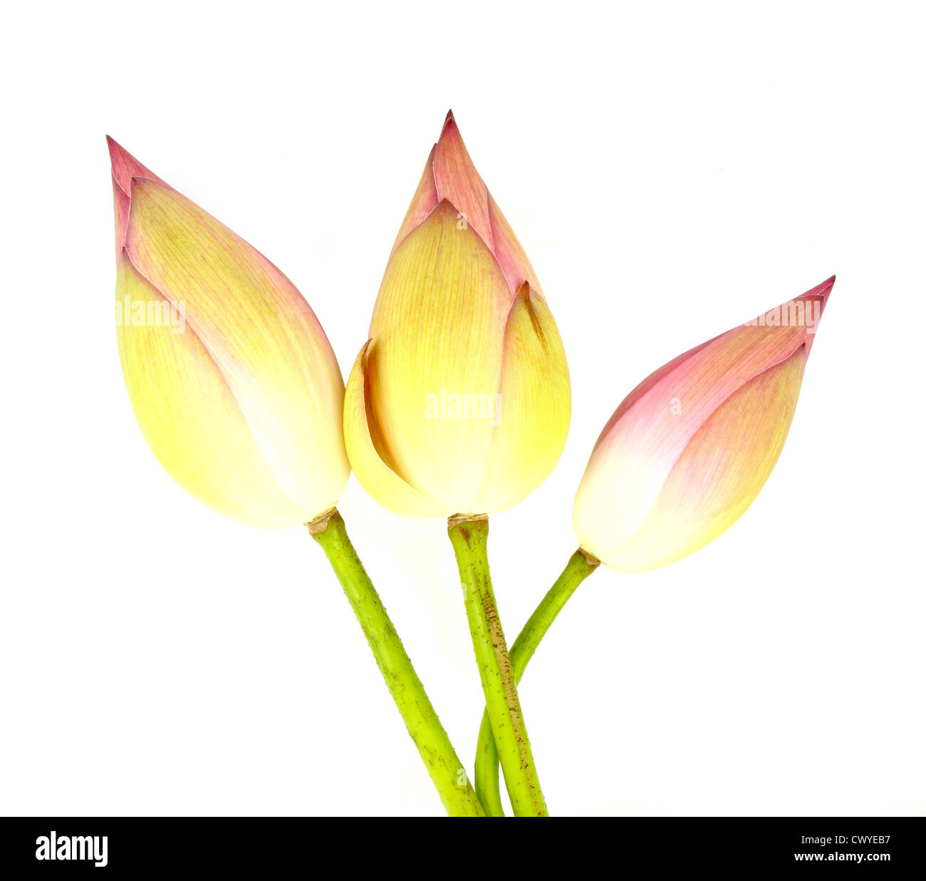 Tre bud lotus su sfondo bianco Foto Stock