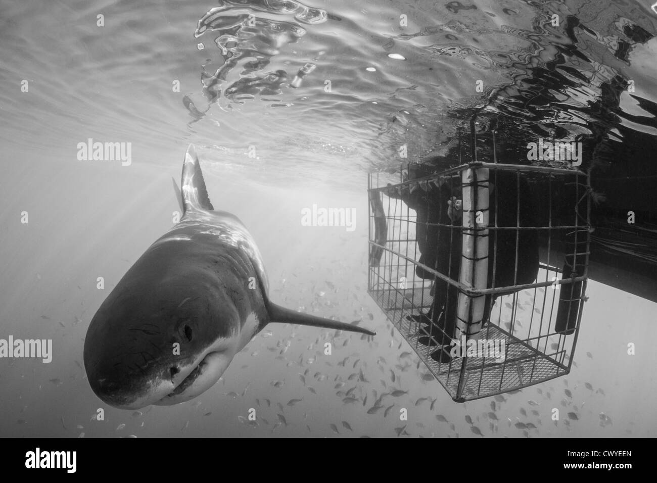 Un grande squalo bianco nel vicolo di squalo, Gansbaai, Sud Africa Foto Stock