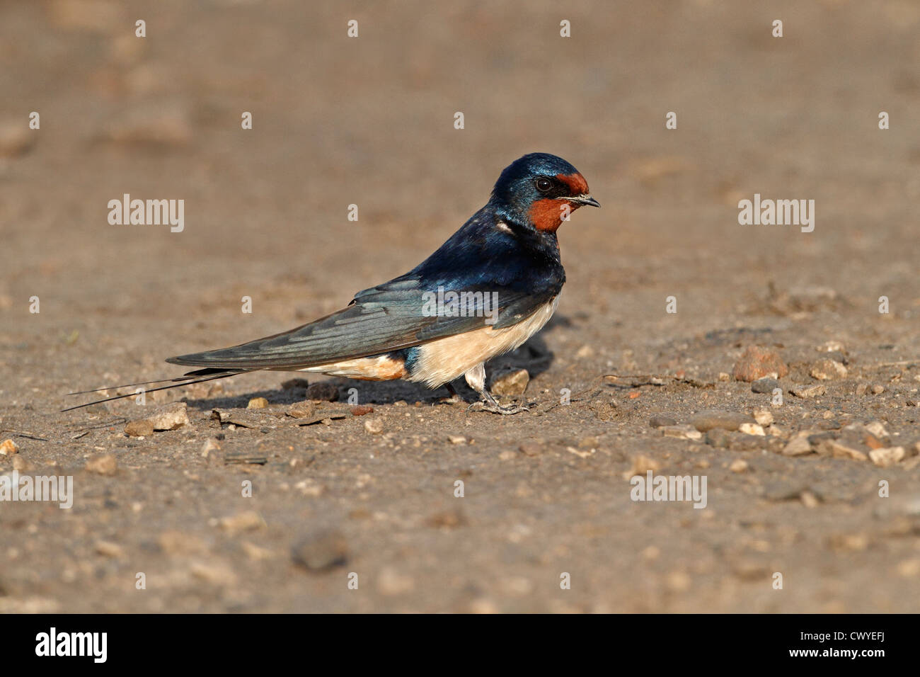 Barn Swallow (Hirundo rustica) sulla terra per raccogliere il materiale di nidificazione Wirral MERSEYSIDE REGNO UNITO Aprile 2117 Foto Stock