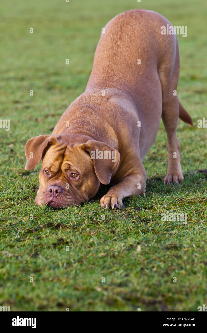Mastiff francese su un prato Foto Stock