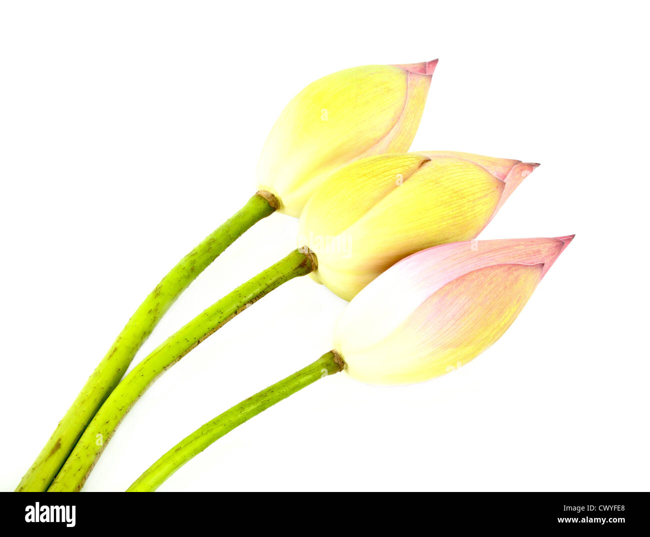 Tre bud lotus su sfondo bianco Foto Stock