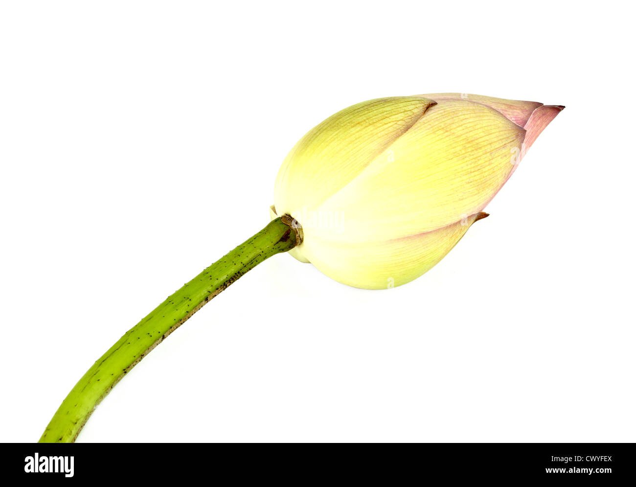 Bud lotus su sfondo bianco Foto Stock
