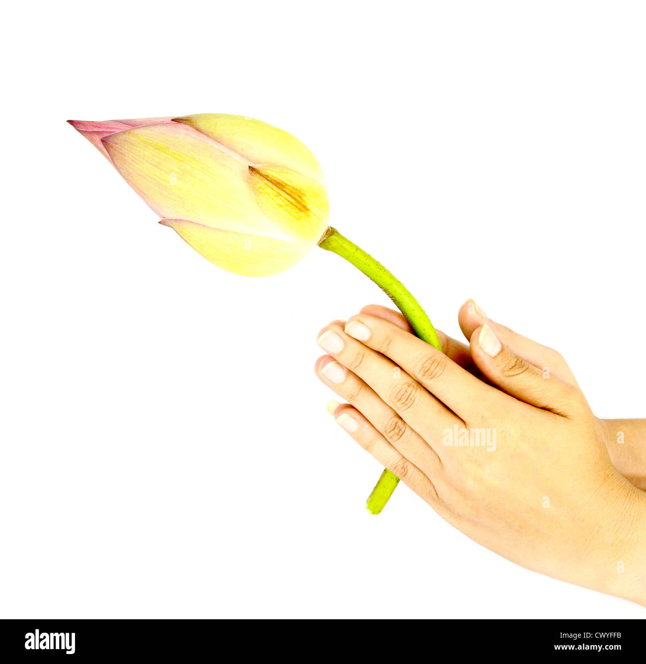 Mano pregando bud di lotus per il culto su bianco Foto Stock