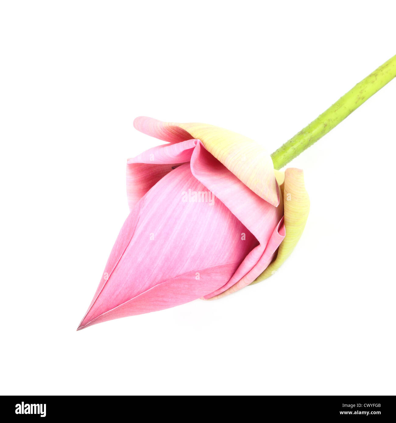 Bud lotus su sfondo bianco Foto Stock