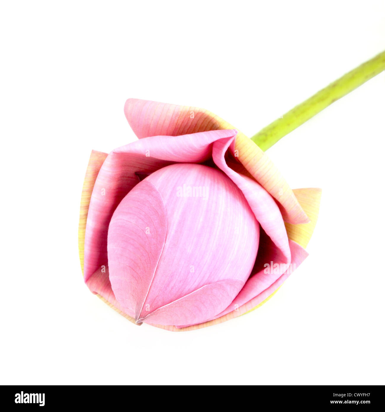 Bud lotus su sfondo bianco Foto Stock