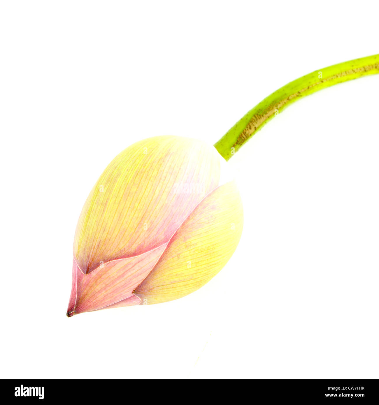 Bud lotus su sfondo bianco Foto Stock