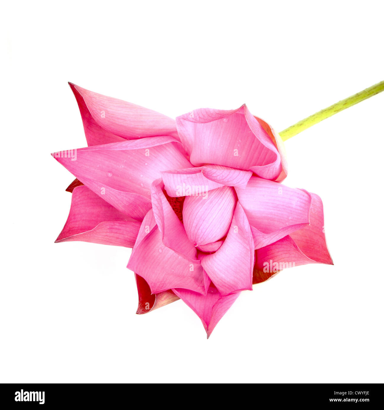 Bud lotus blooming su sfondo bianco Foto Stock